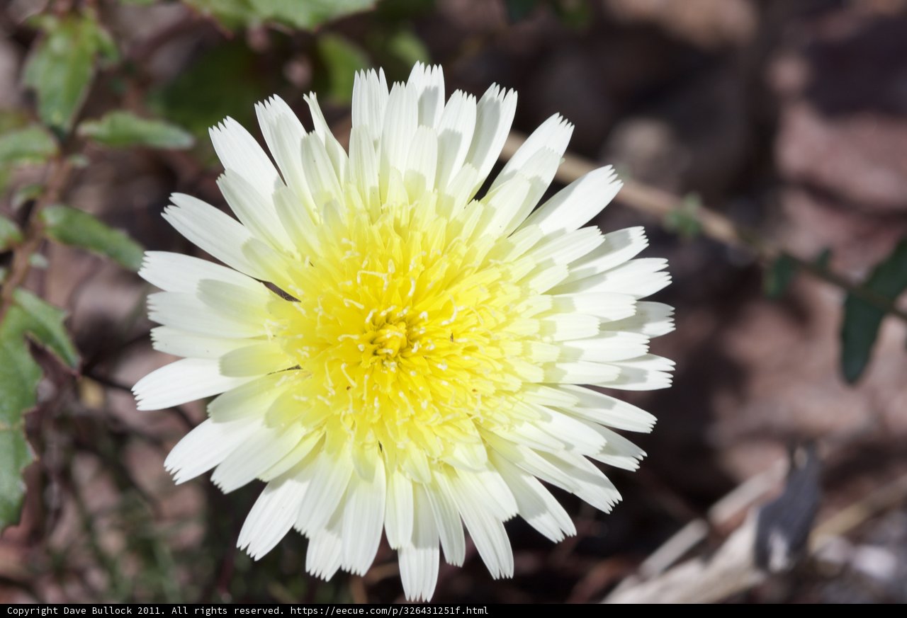 Vibrant Daisy