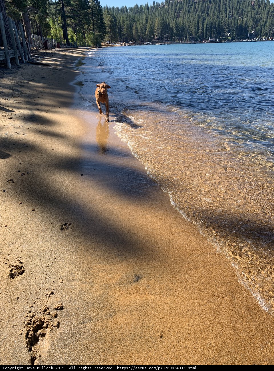 A Canine Summer Stroll Along the Shore