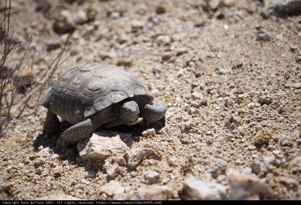 Lonely Walk in the Desert