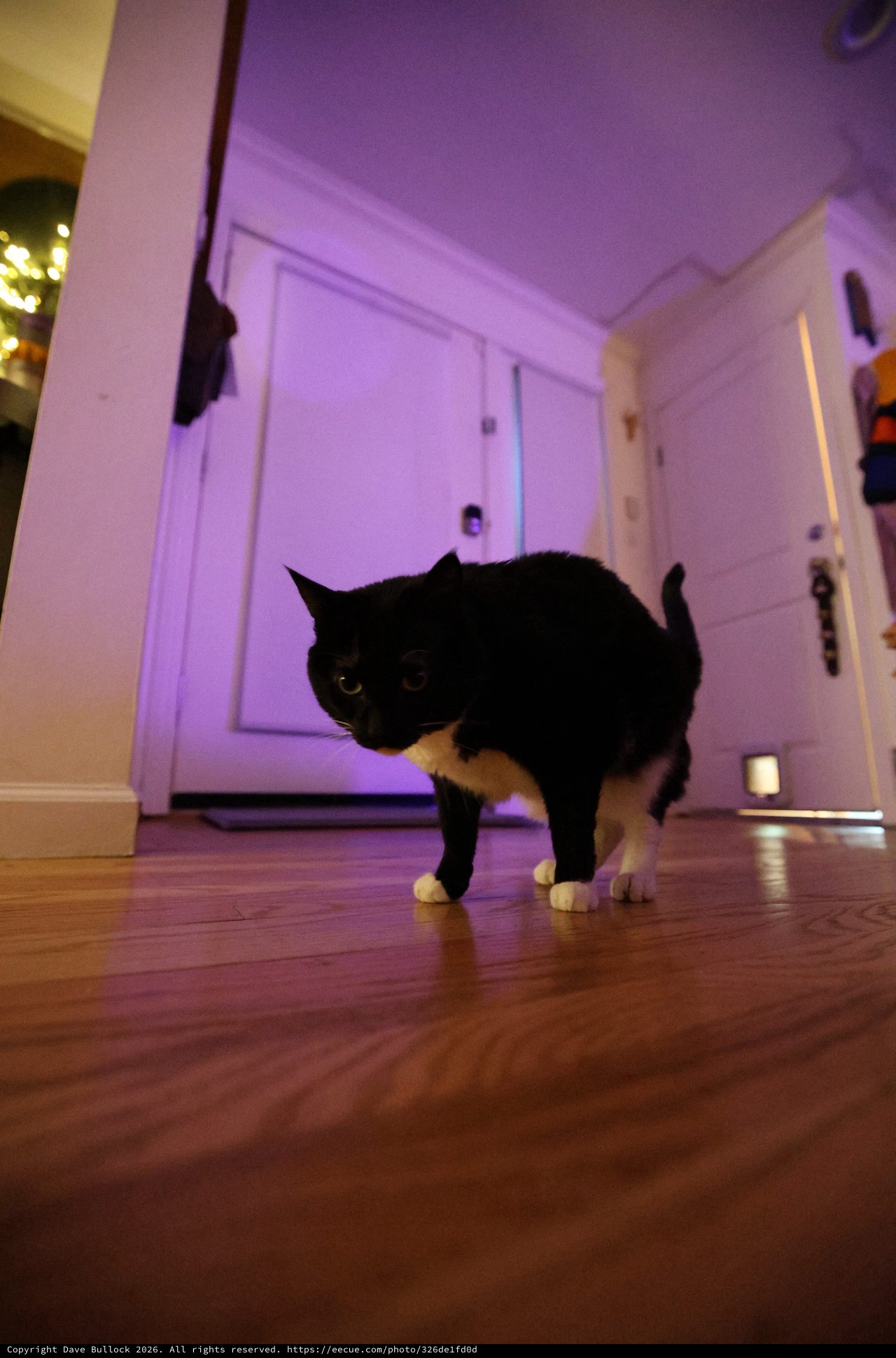 Black and White Cat Prowling in Purple-Lit Hallway