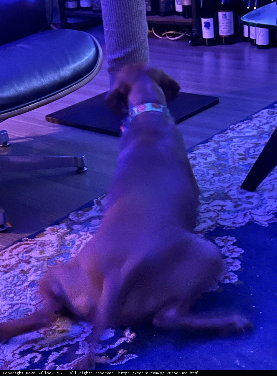 Comfortable Canine on Couch Rug