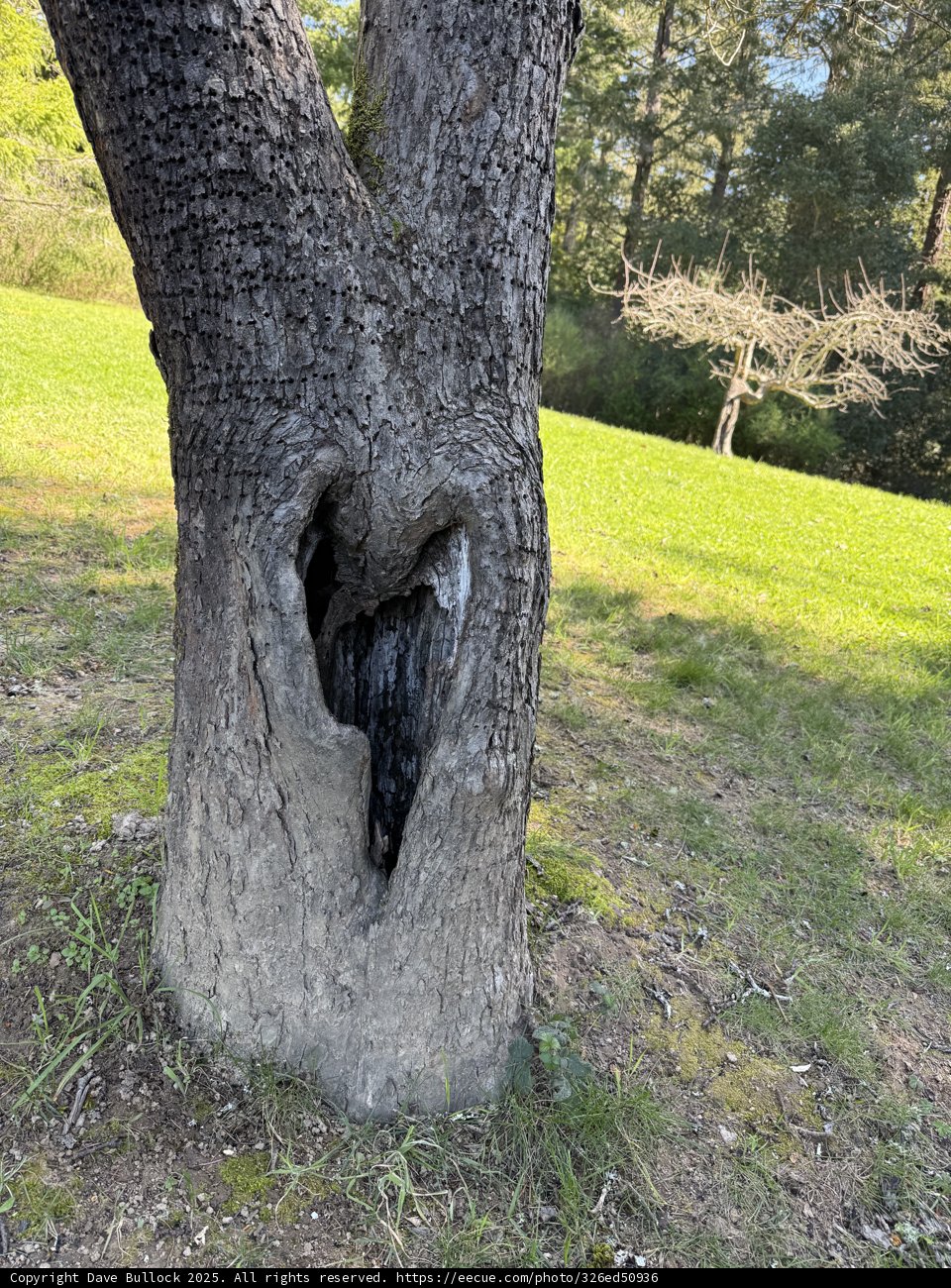 Nature's Embrace