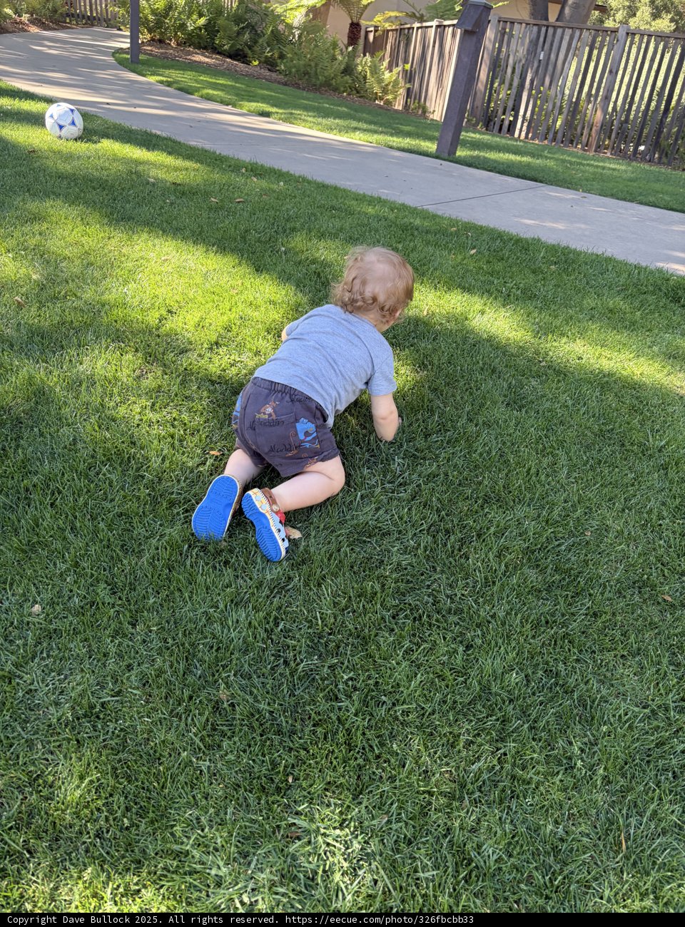 Afternoon Playtime in Carmel