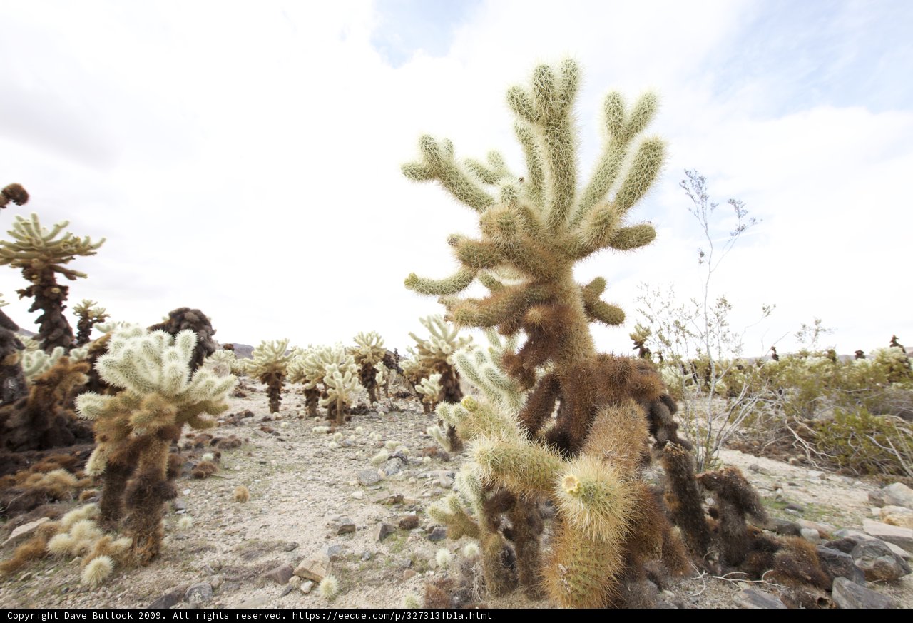 Cacti Among the Clouds