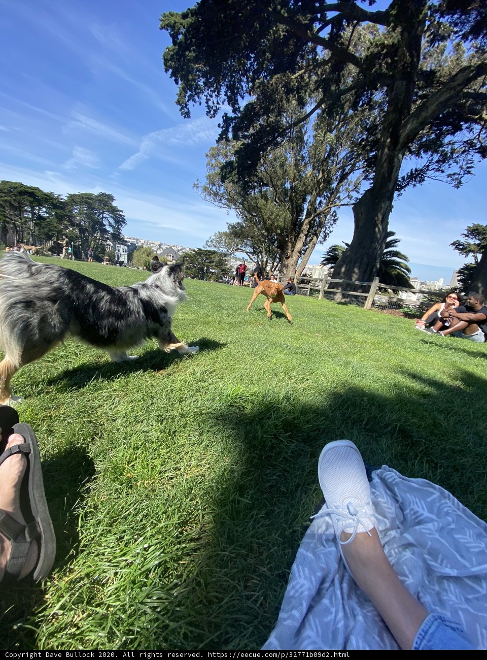 Playful Pup in the Park