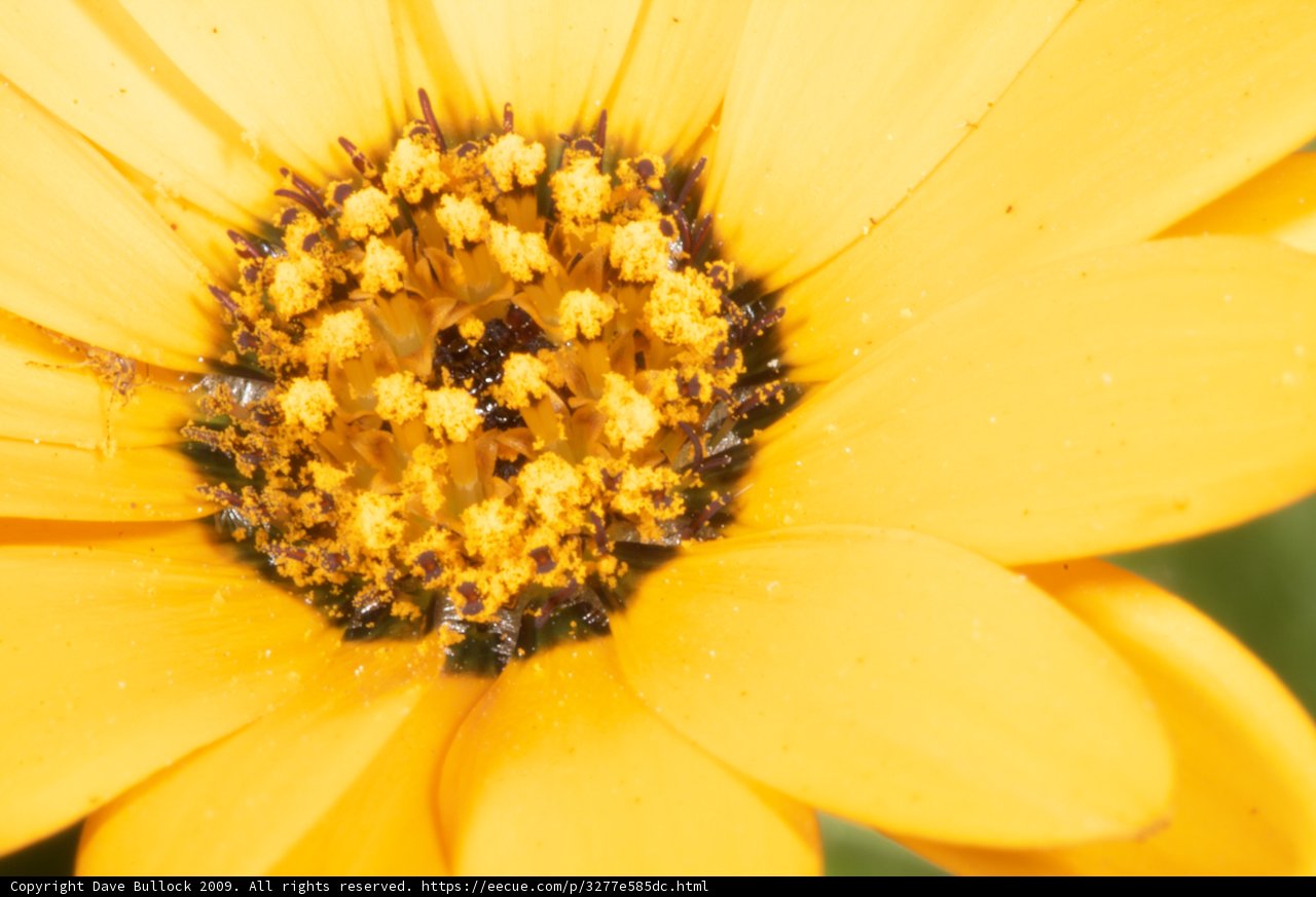 Bee Pollinating a Yellow Flower
