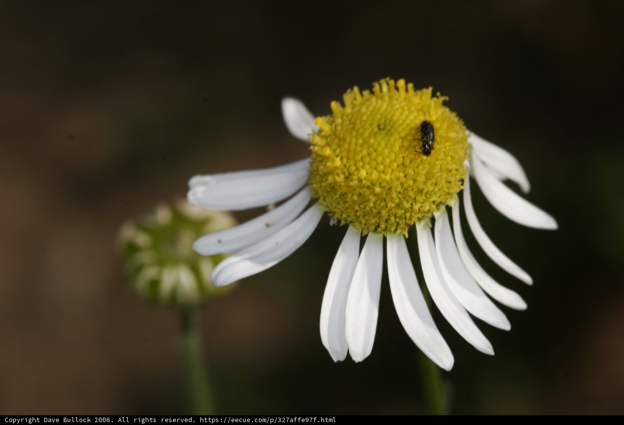 Bee on a Daisy