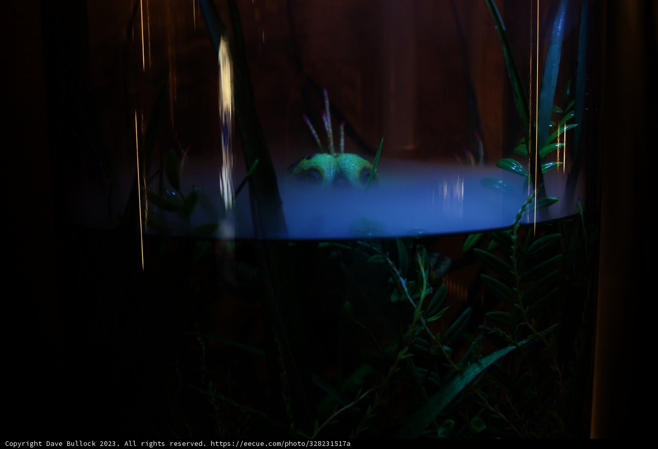 Aquatic Plant in Glass Jar