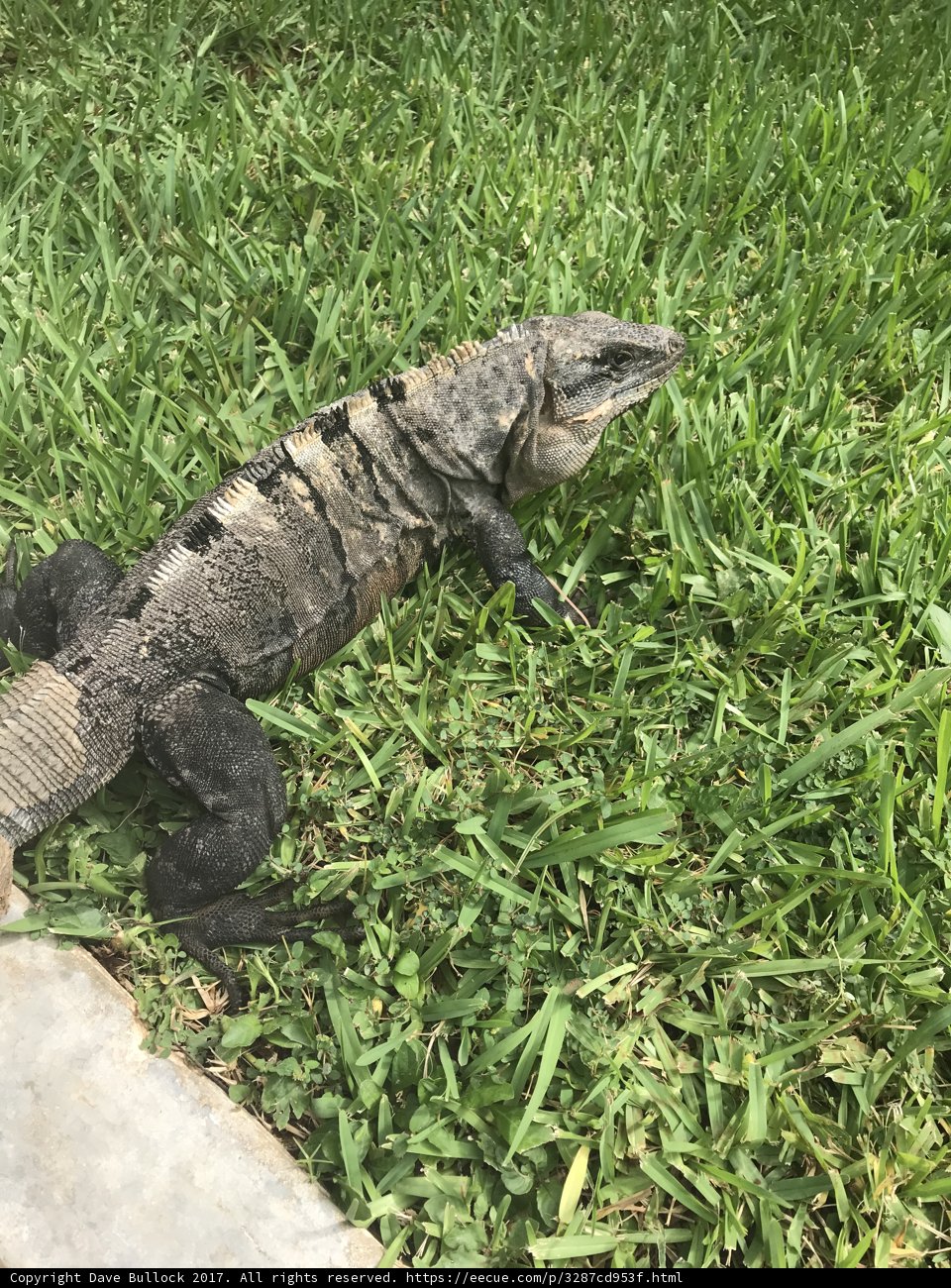 Iguana lounging in the sun