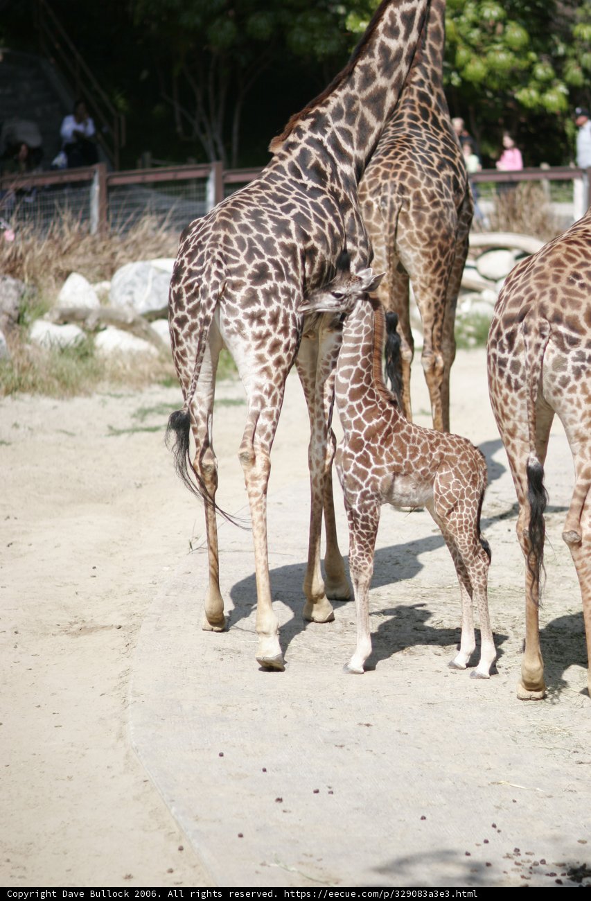 Majestic Giraffes in the Zoo