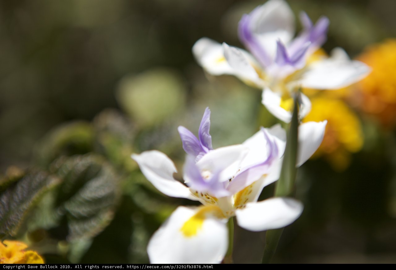 A close-up of two vibrant purple and white flowers