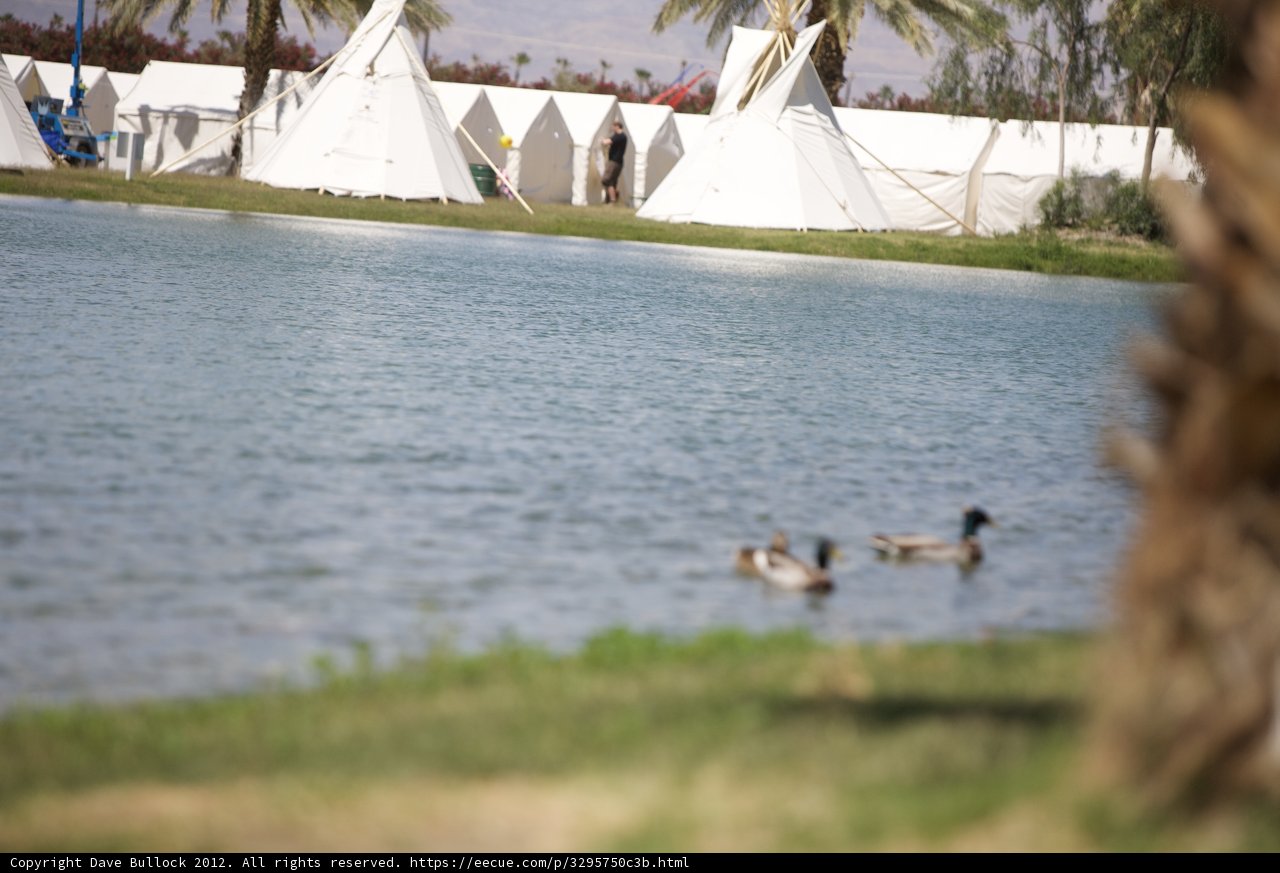 Ducks and Tents by the Lake