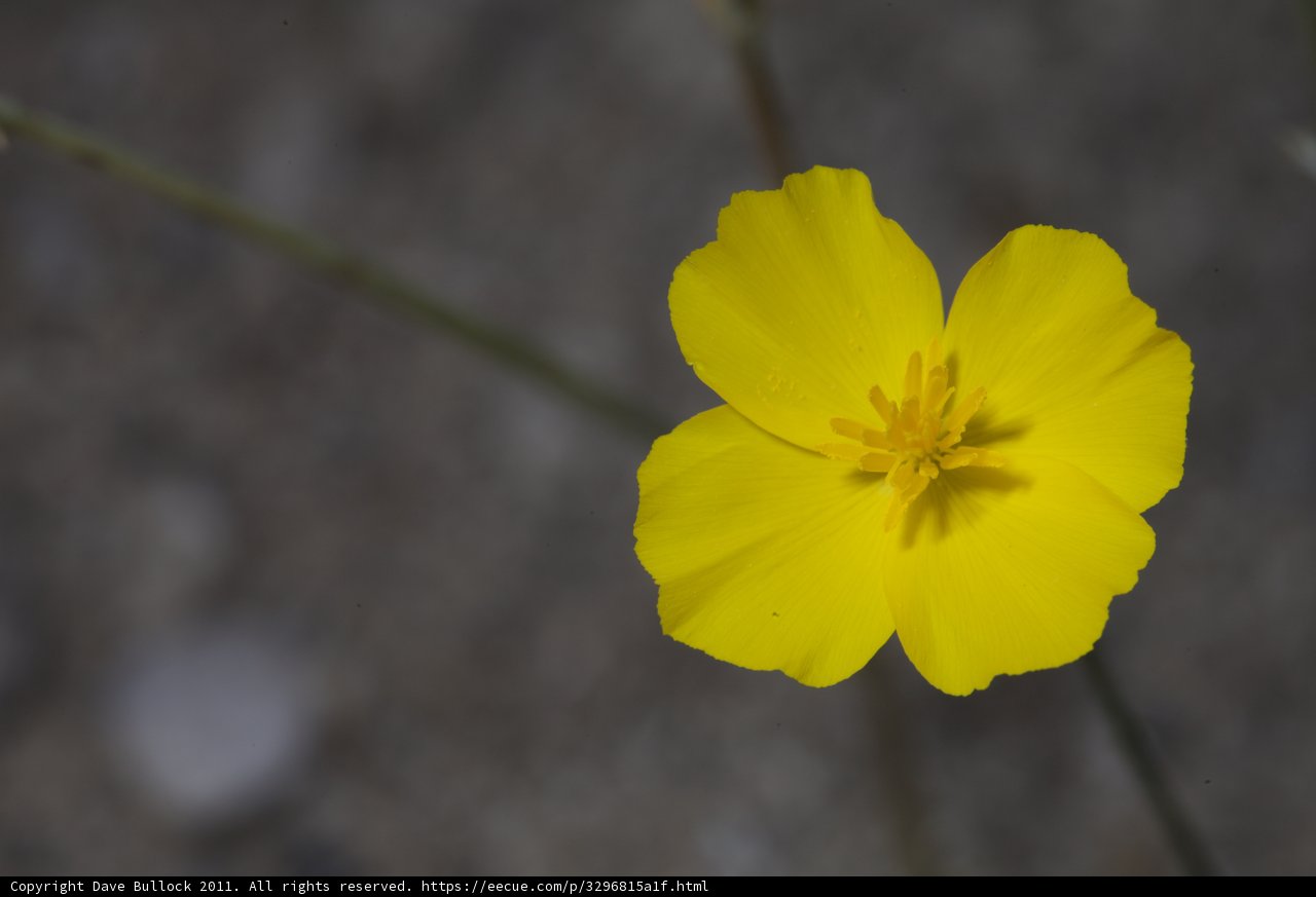 Radiant Geranium Blossom