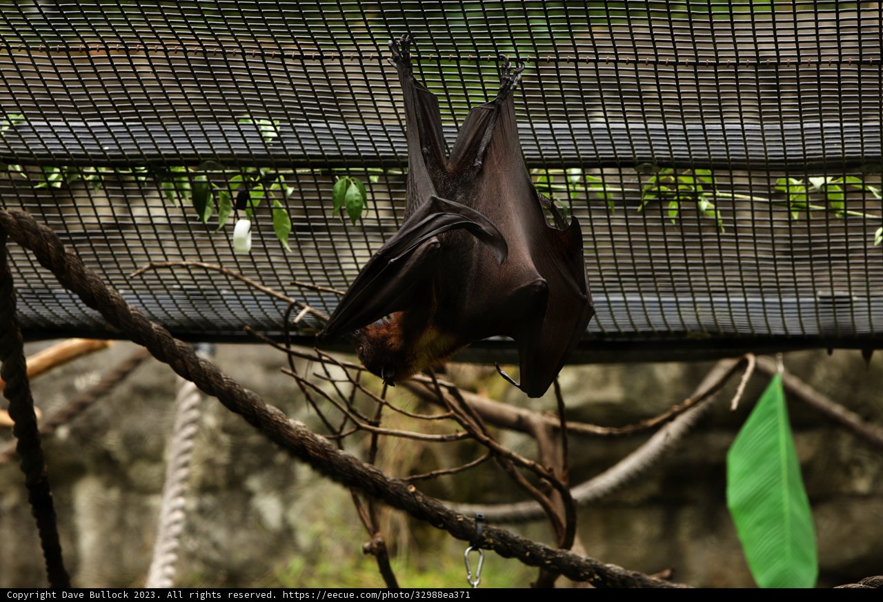 Bats Beneath Branch
