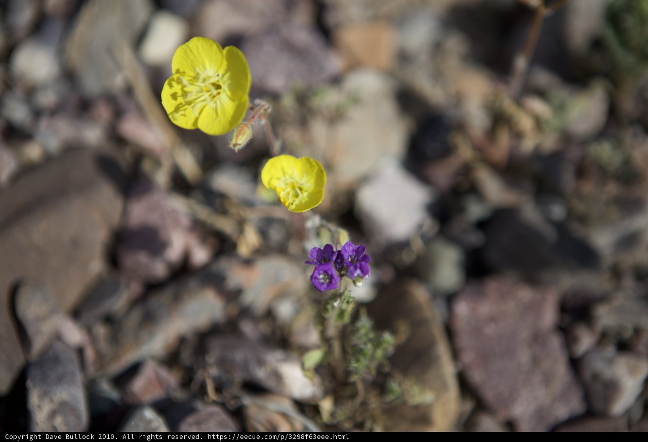 Contrast in Color