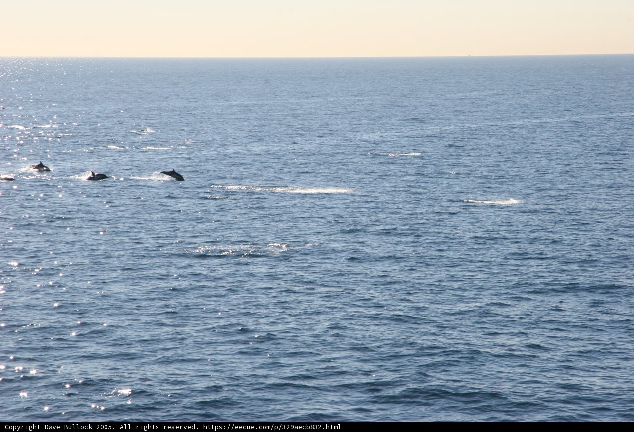 Majestic Whales in their Element