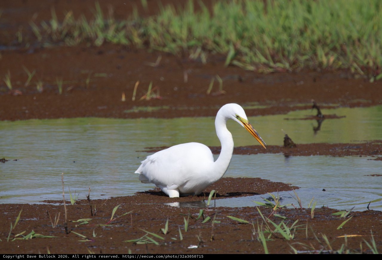 Great Egret Wading in Shallow Wetland Waters
