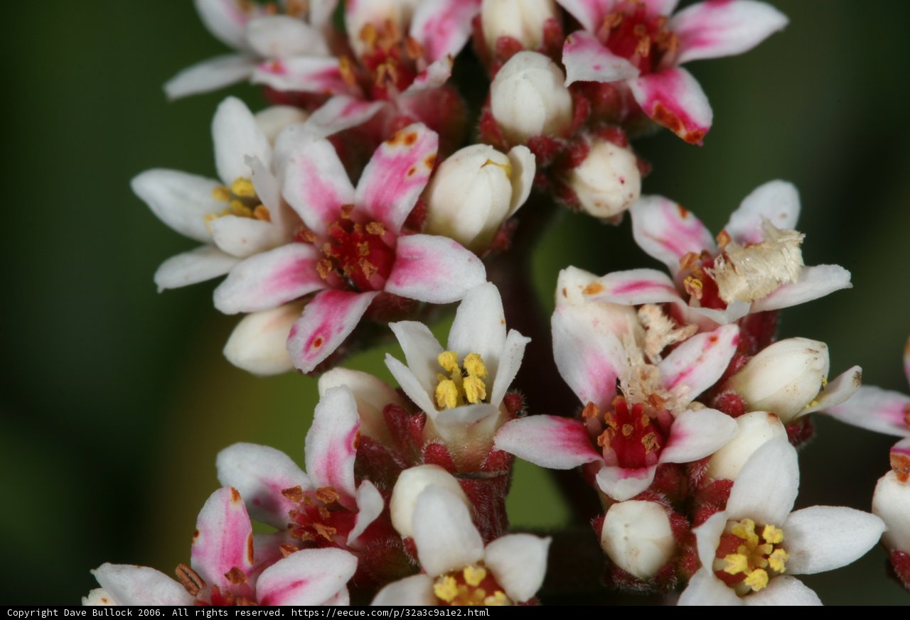 Pink and White Flowers in Full Bloom