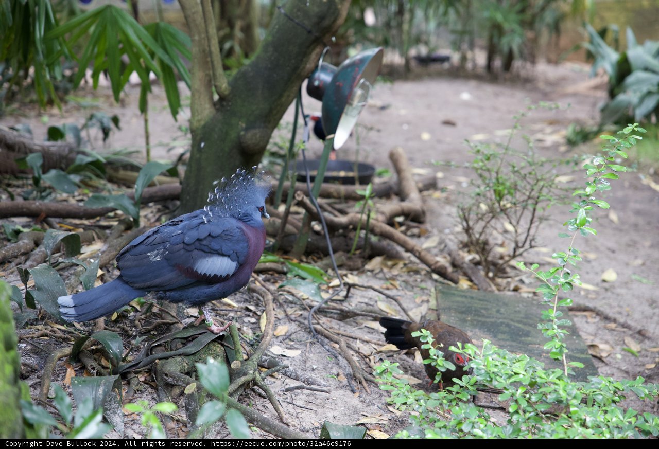 A Chance Encounter in the Animal Kingdom