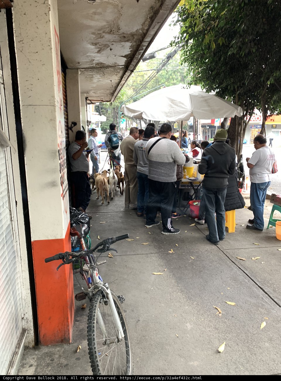 Canine Congregation