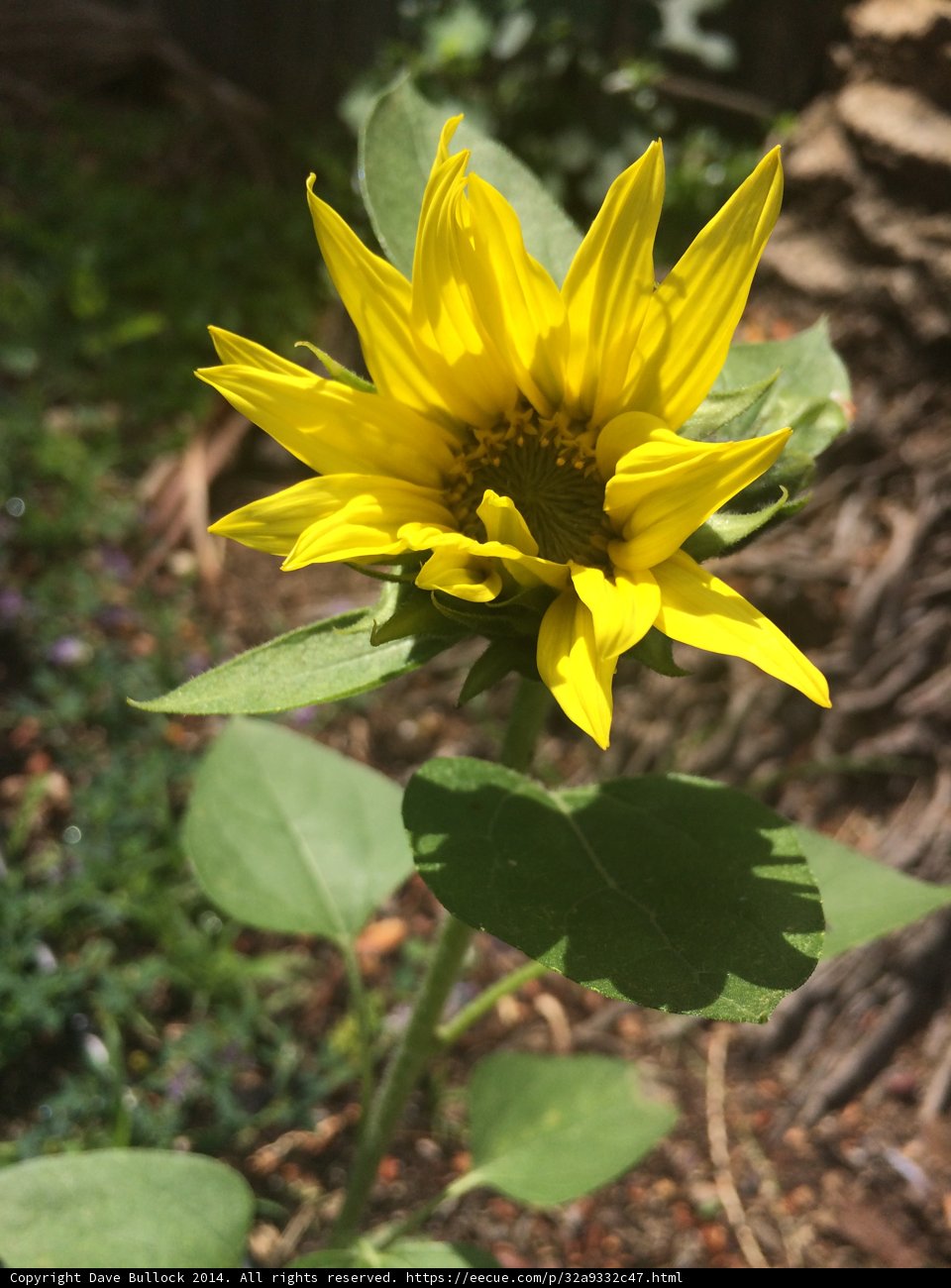 Golden Daisy-Sunflower