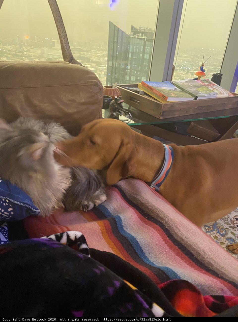 Cozy Companions
