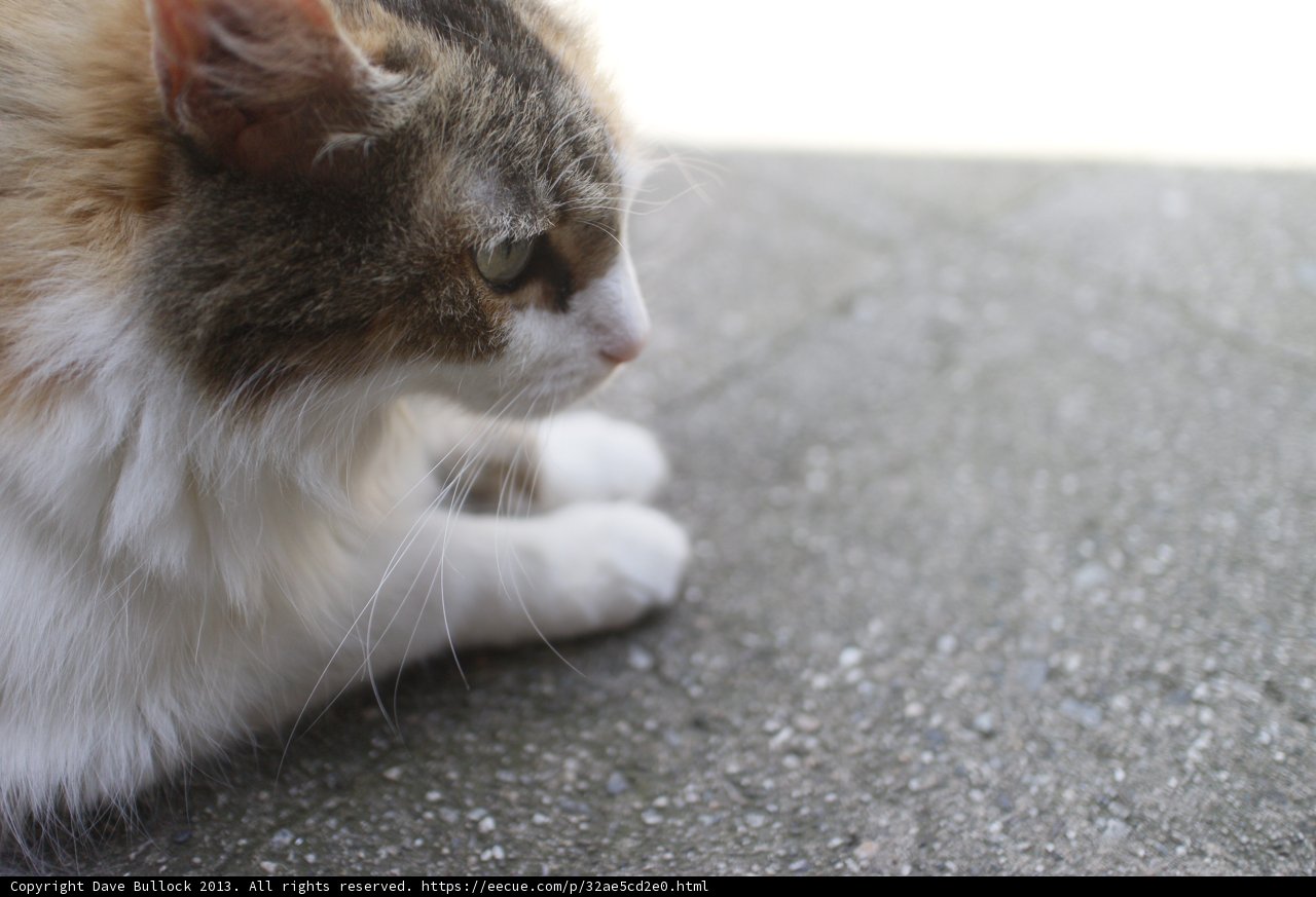 Feline Chillout