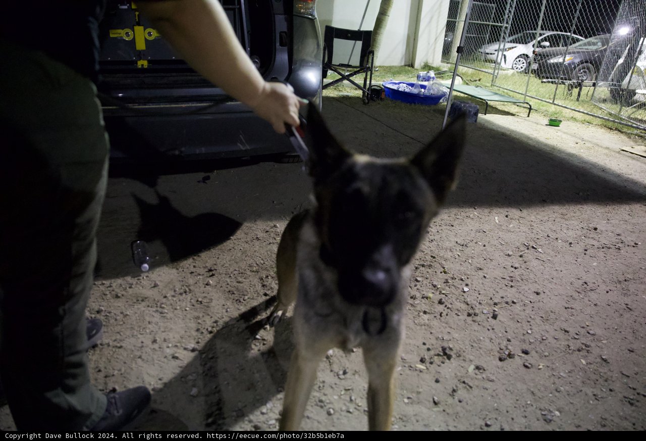 Guardian of the Night: A Moment with a Police Dog at Coachella 2024