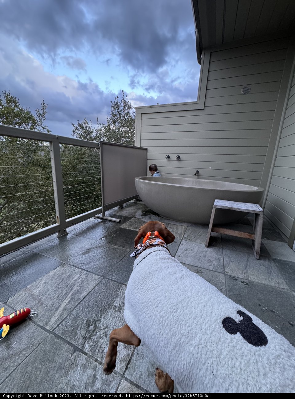 Canine Spa Day: Unwind in Carmel, California