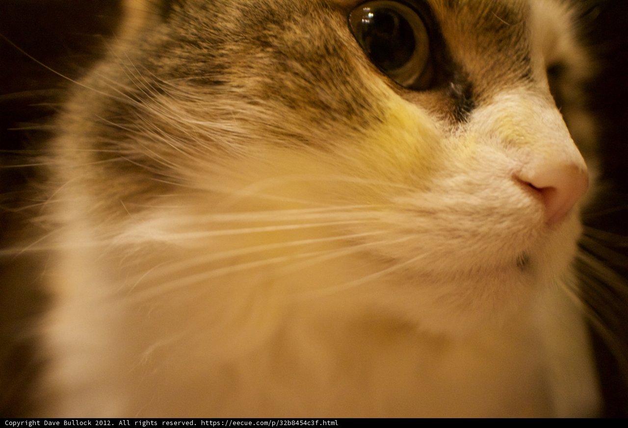 Fierce Feline