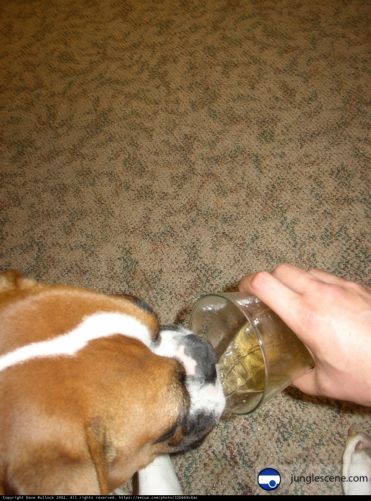 Thirsty Boxer