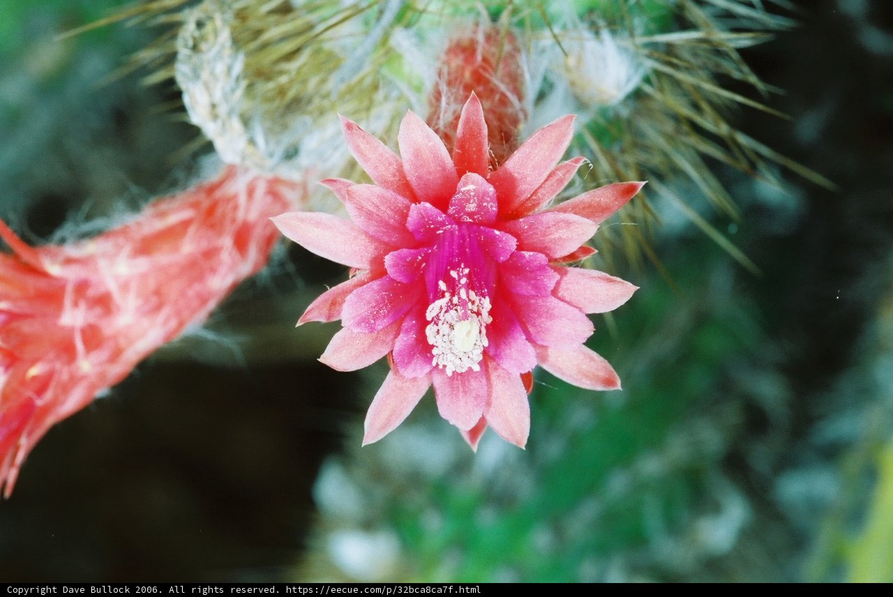 Pink Beauty on a Cactus