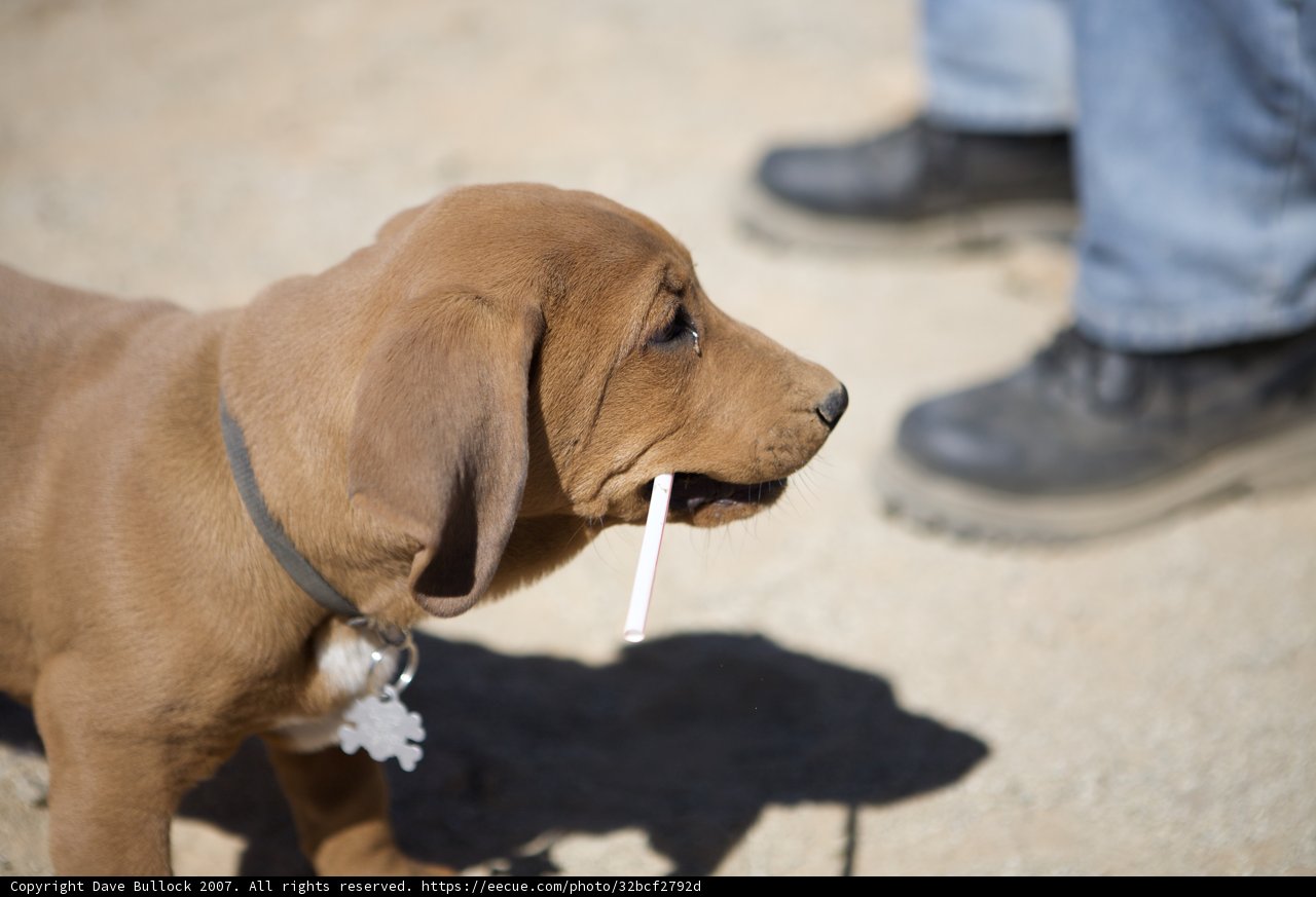 Stick Fetcher