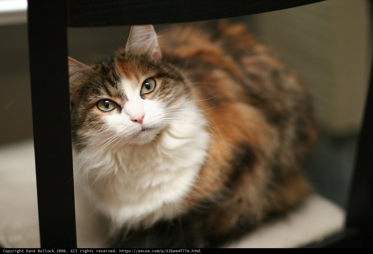 Regal Manx Cat