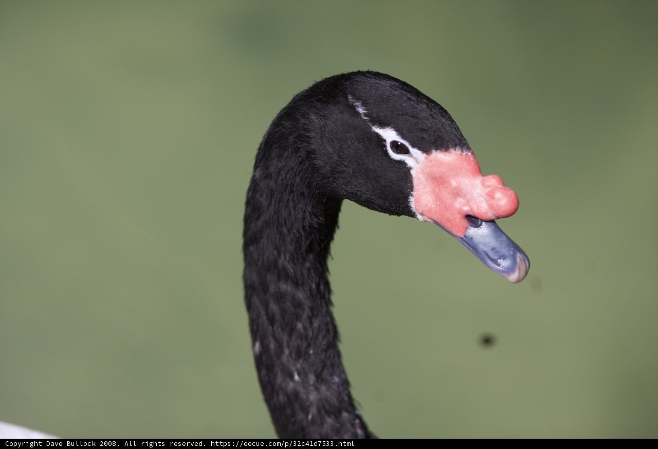 Black Swan Beauty