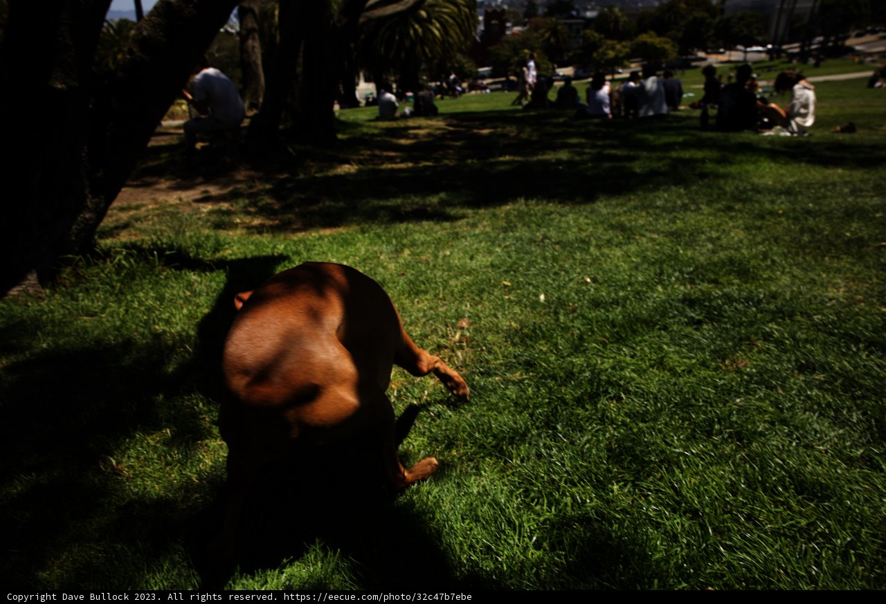 Unleashed Joy: A Summer Day at Delores Park