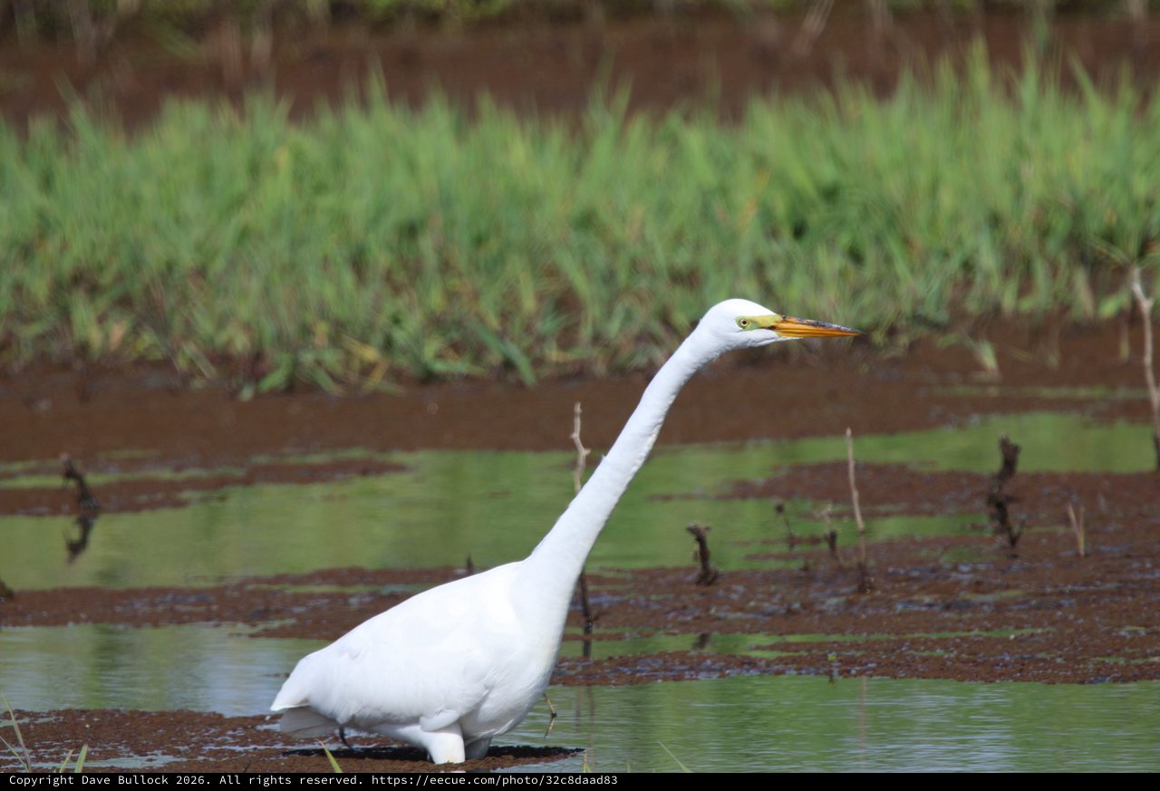 Great Egret Wading in Wetland Shallows