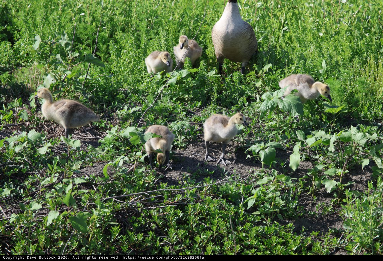 Canada Goose Family Foraging in Wetland Grassland