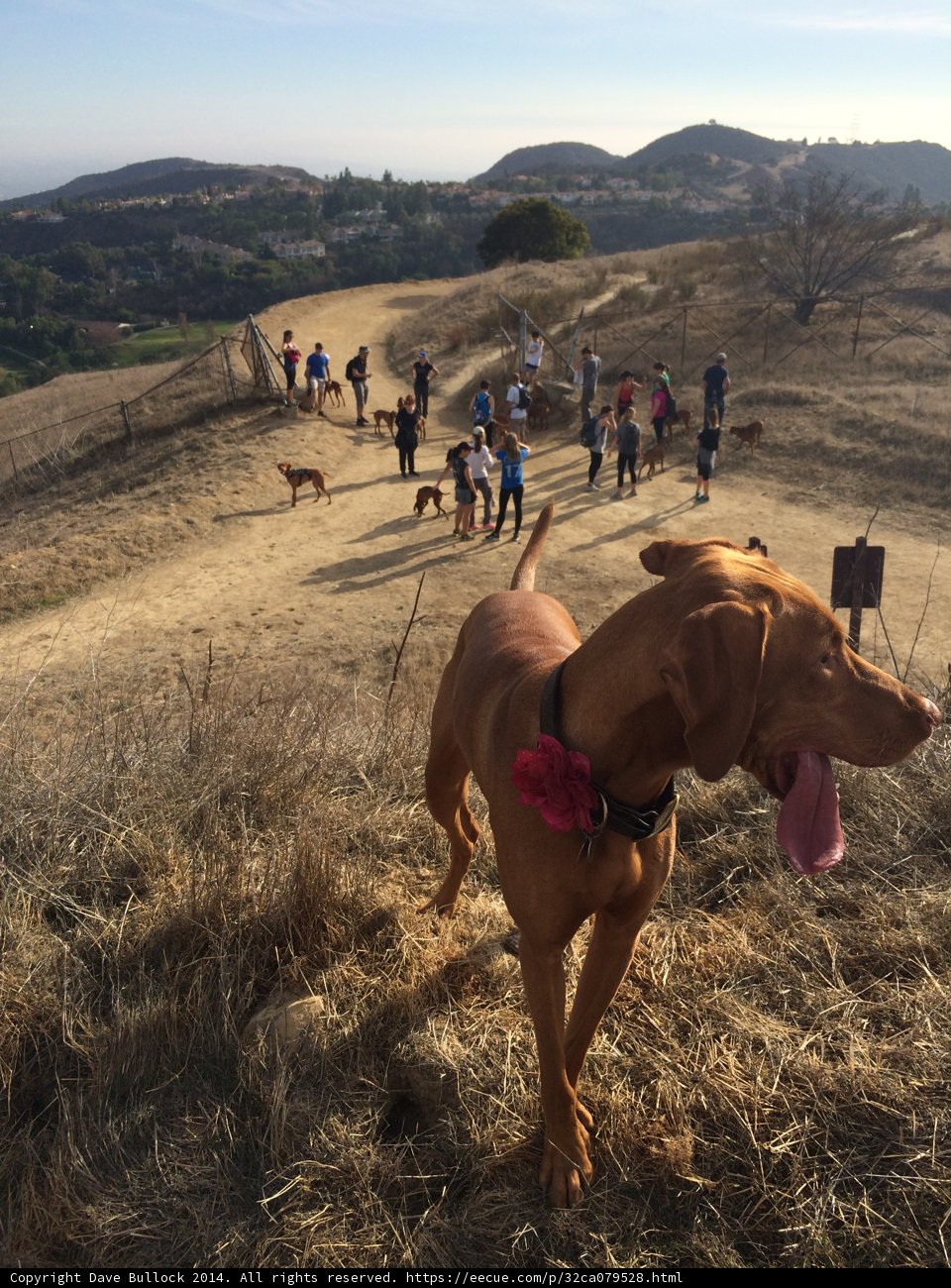 Dog Enjoying the Wilderness