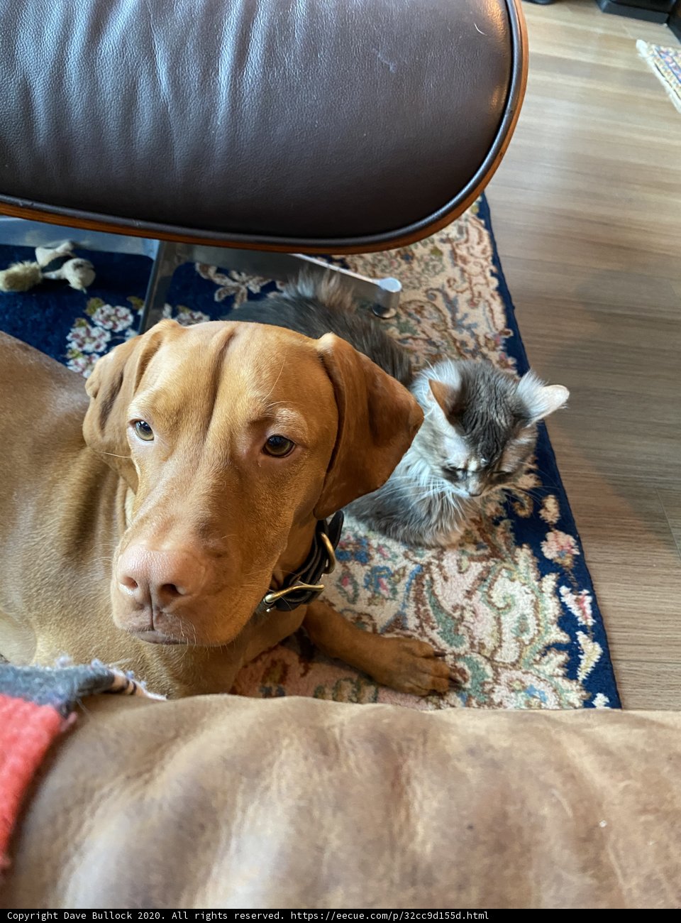 Furry Friends on the Couch