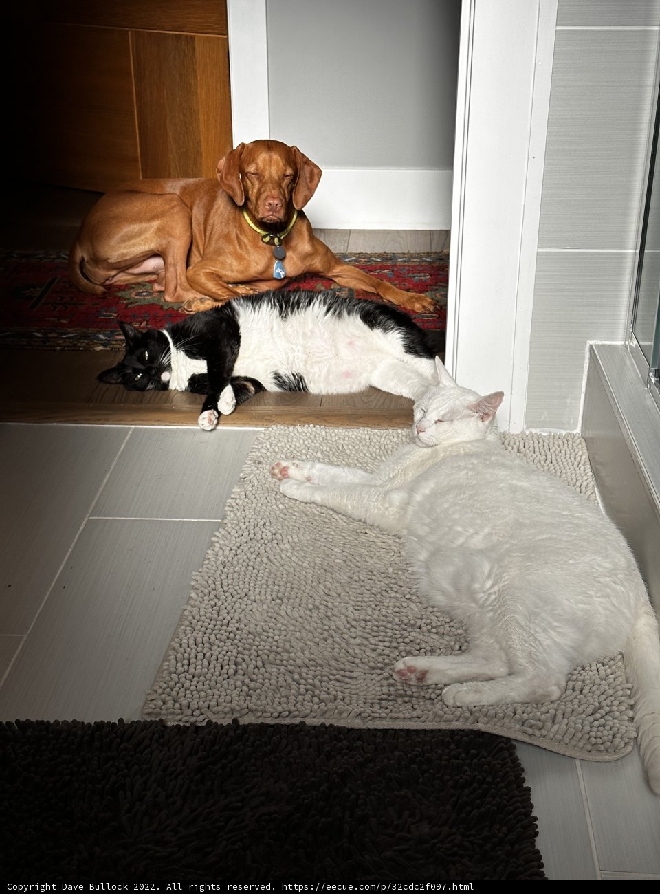 Cozy Companions