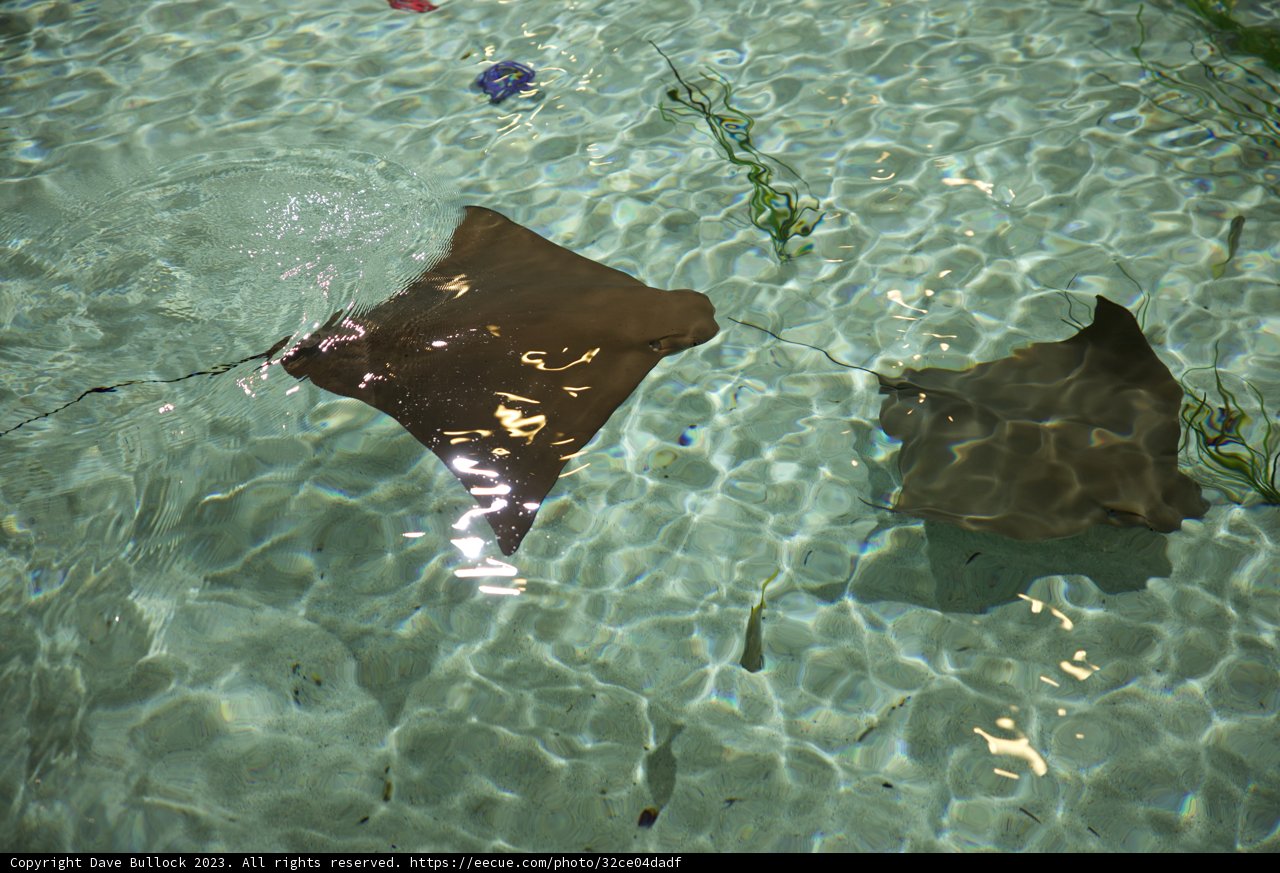 The Majestic Dance of Stingrays