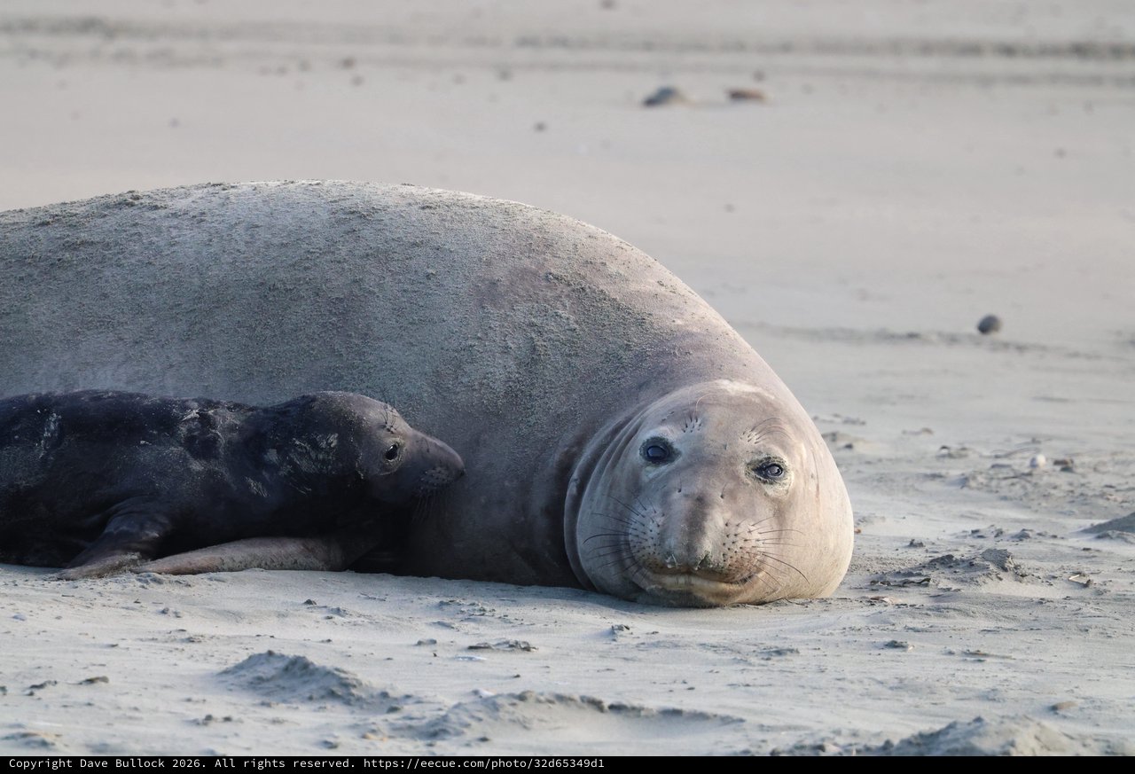 Northern Elephant Seal Resting on Sandy Beach
