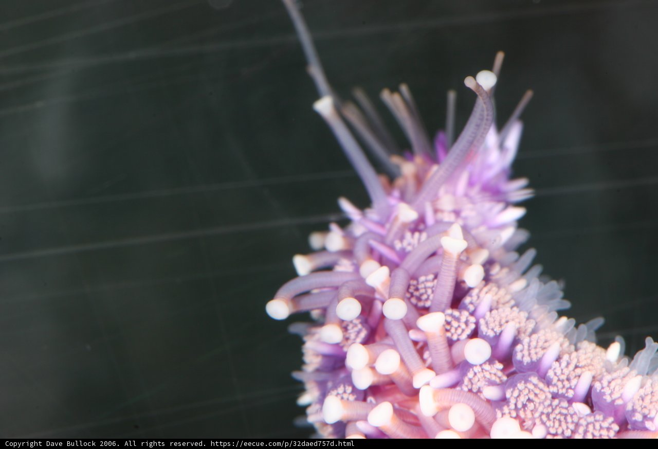 Purple Sea Slug in Reef Aquarium