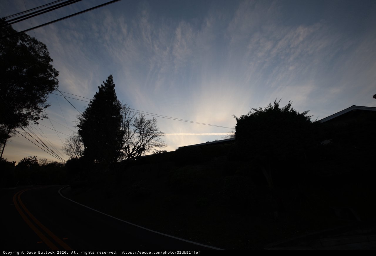 Silhouetted Trees at Dusk Along Residential Street