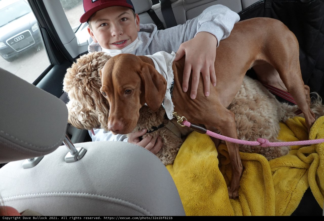 Boy and Dogs in Car Ready for Adventure