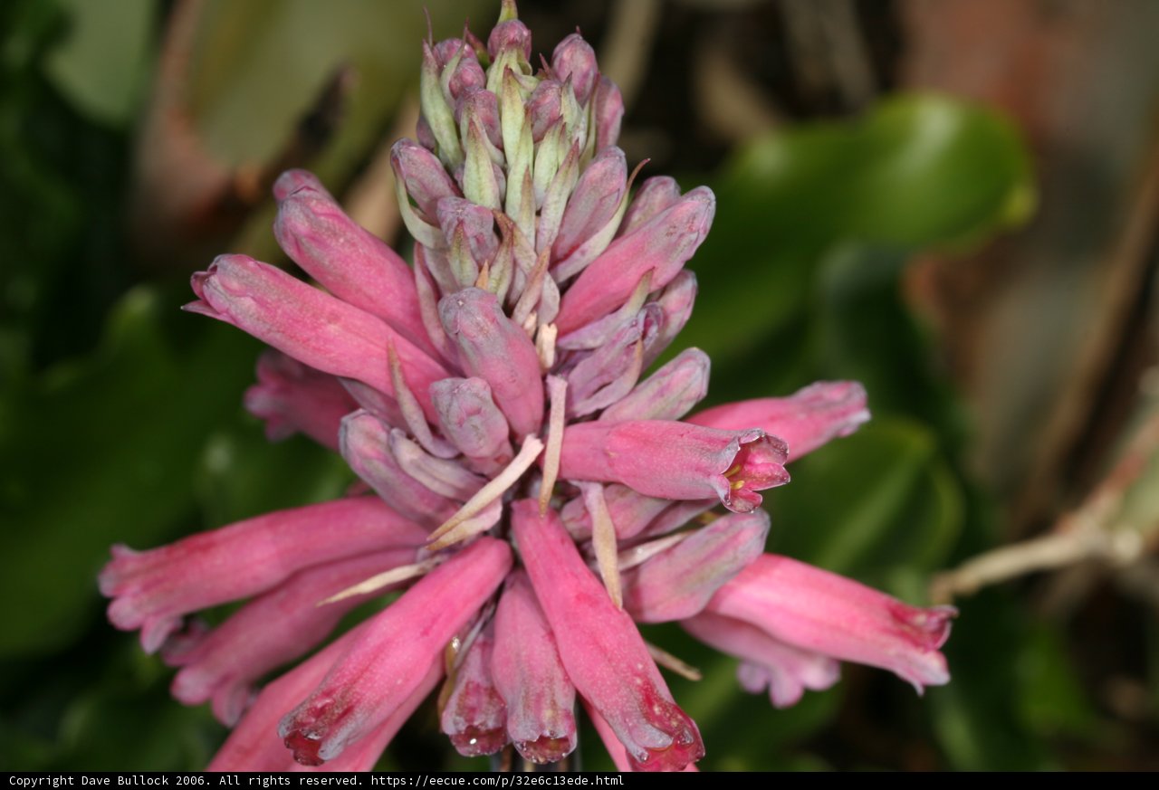 Pink Lupin Flower