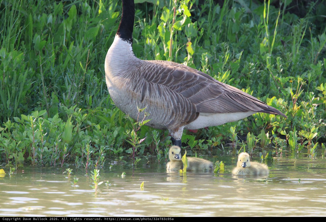 Canada Goose with Goslings in Wetland Waters