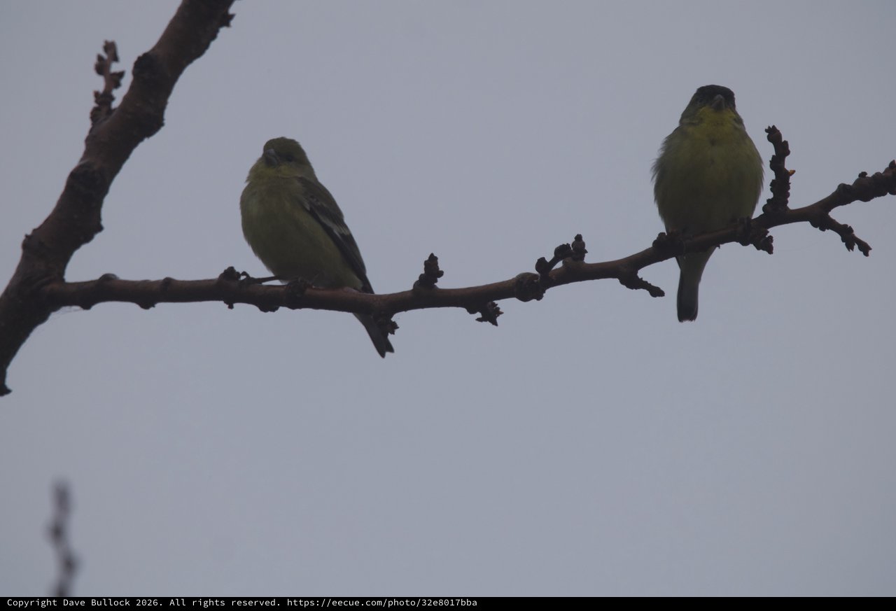 Two Yellow-Green Finches Perched on Winter Branch