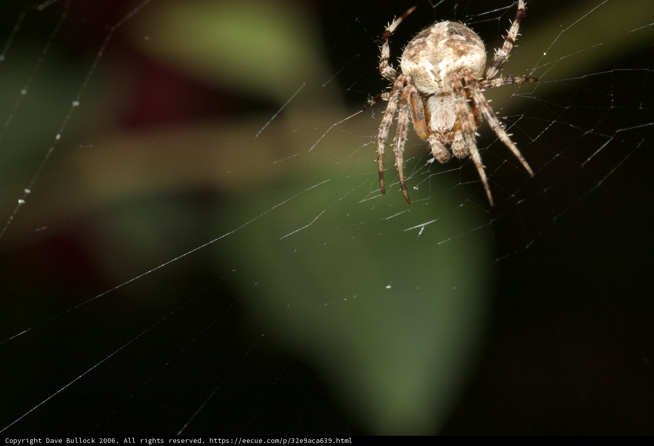 Garden Spider in the Dark